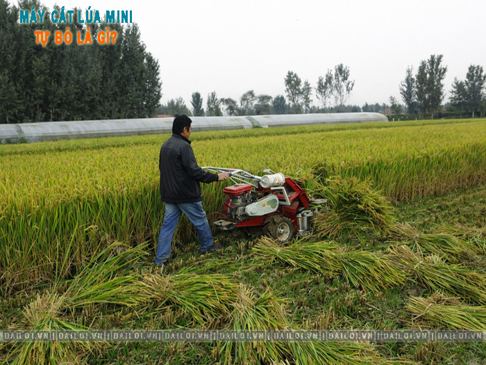 Máy gặt lúa mini tự bó là gì? Khác gì máy gặt đập liên hợp