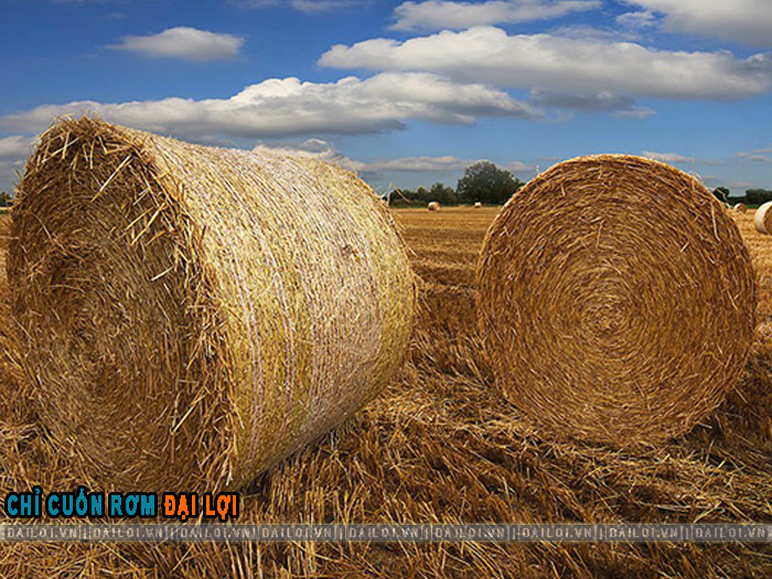 Chỉ cuốn rơm