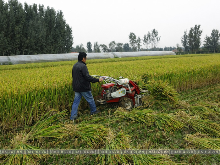 Máy gặt lúa mini tự bó là gì? Khác gì máy gặt đập liên hợp